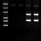 RNA gel from tpub_048